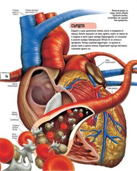35bbeccff2c6d22ad90b79d693a6369b_360x0f_book_human_body-1-copy