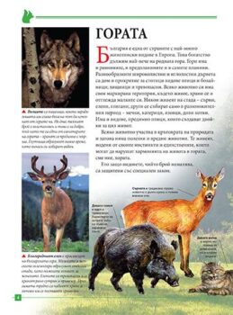 af9c6ee9a09e2f0e24e732266e42c31b_360x0f_firstanimals_cover-copy