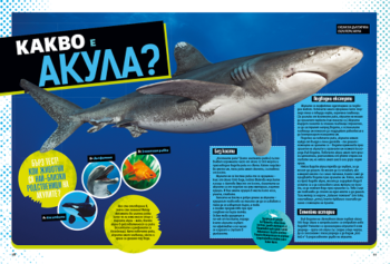 sharks_bg_cvr_print20front20copy1667405462-4837-jpg